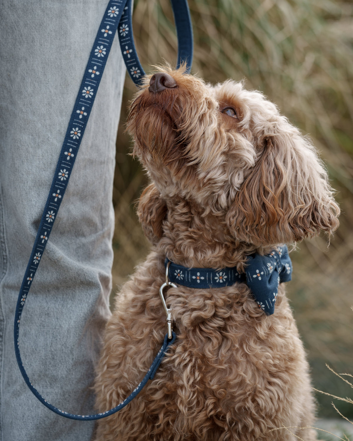 Collar - Dark Blue