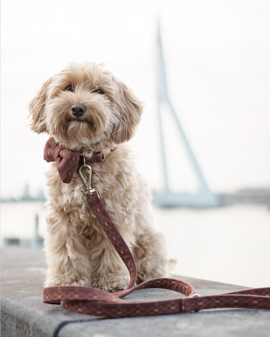 Collar - Chestnut