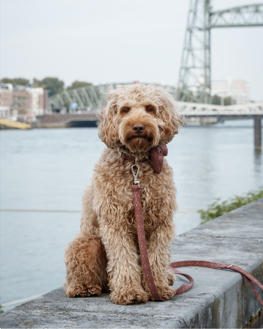 Leash - Chestnut