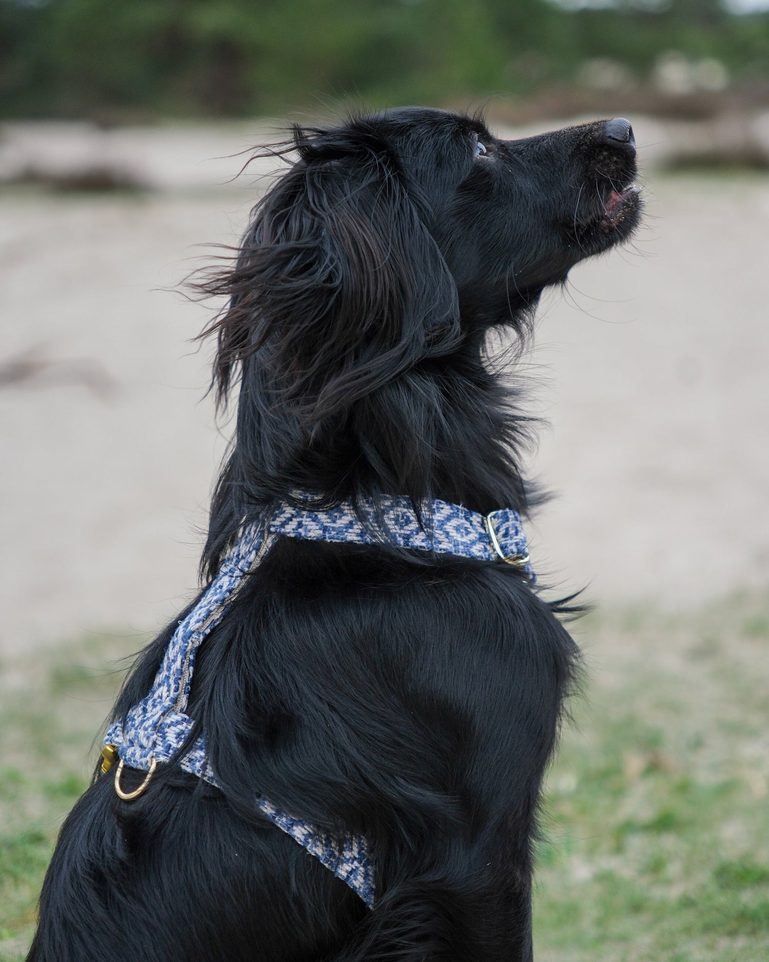 Harnesses