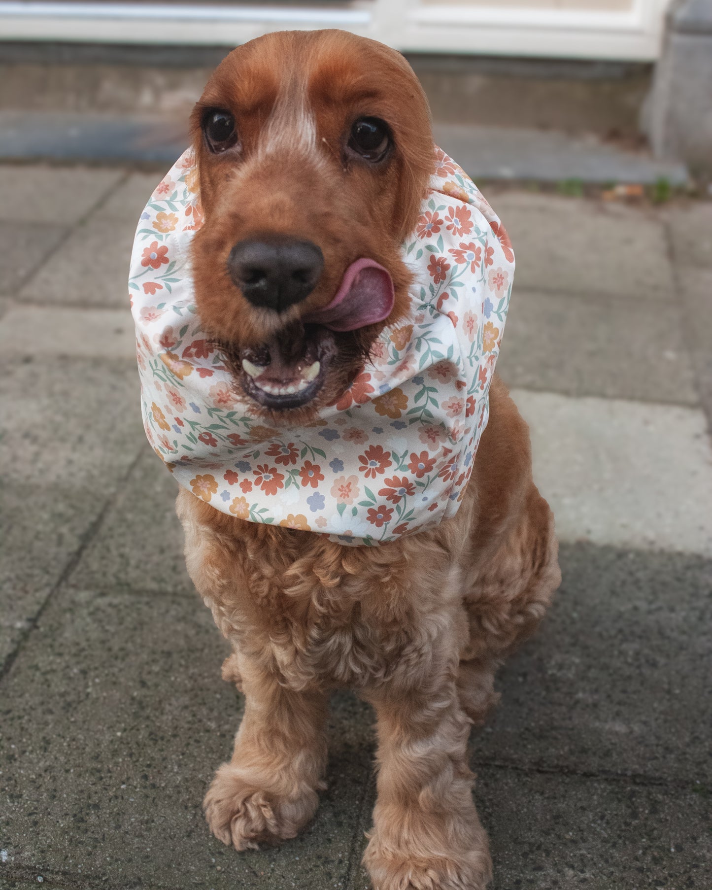 Waterproof Dog Snood - Flowers