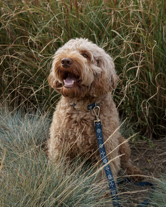 Leash - Daisy Dark Blue