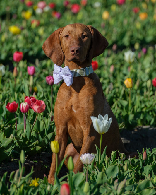 Collar - Garden
