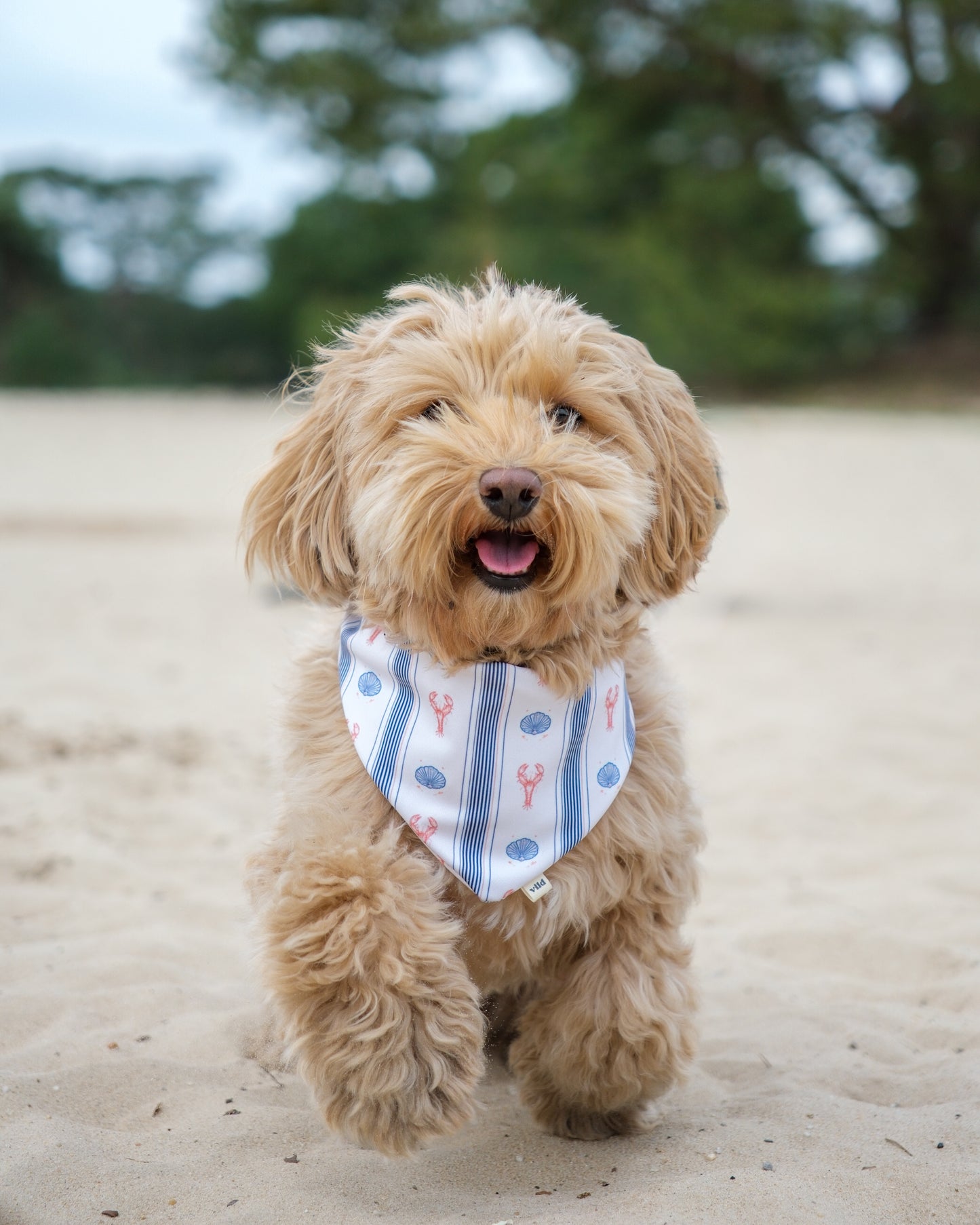 2-in-1 Bandana - Under the Sea