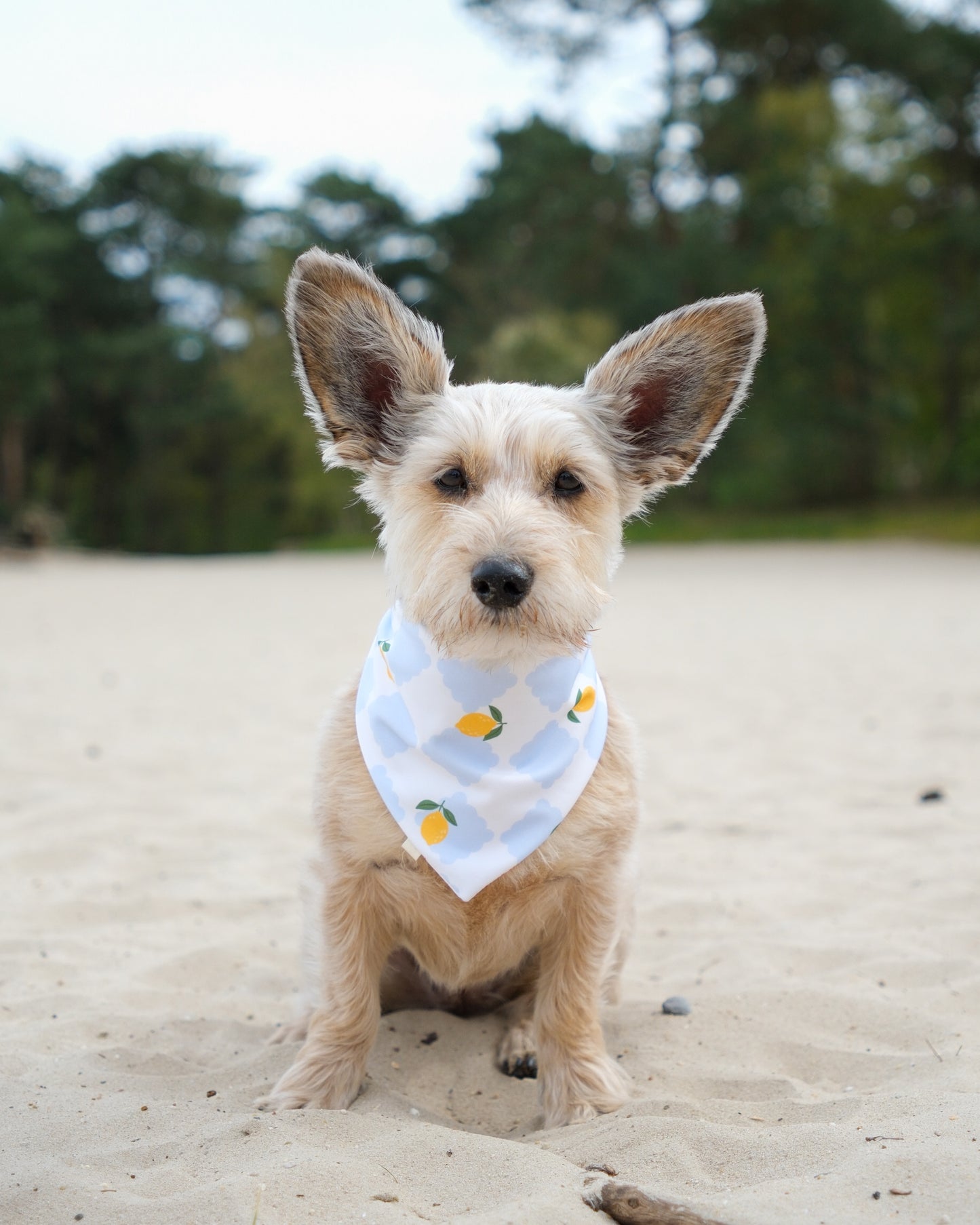 2-in-1 Bandana - Italian Summer