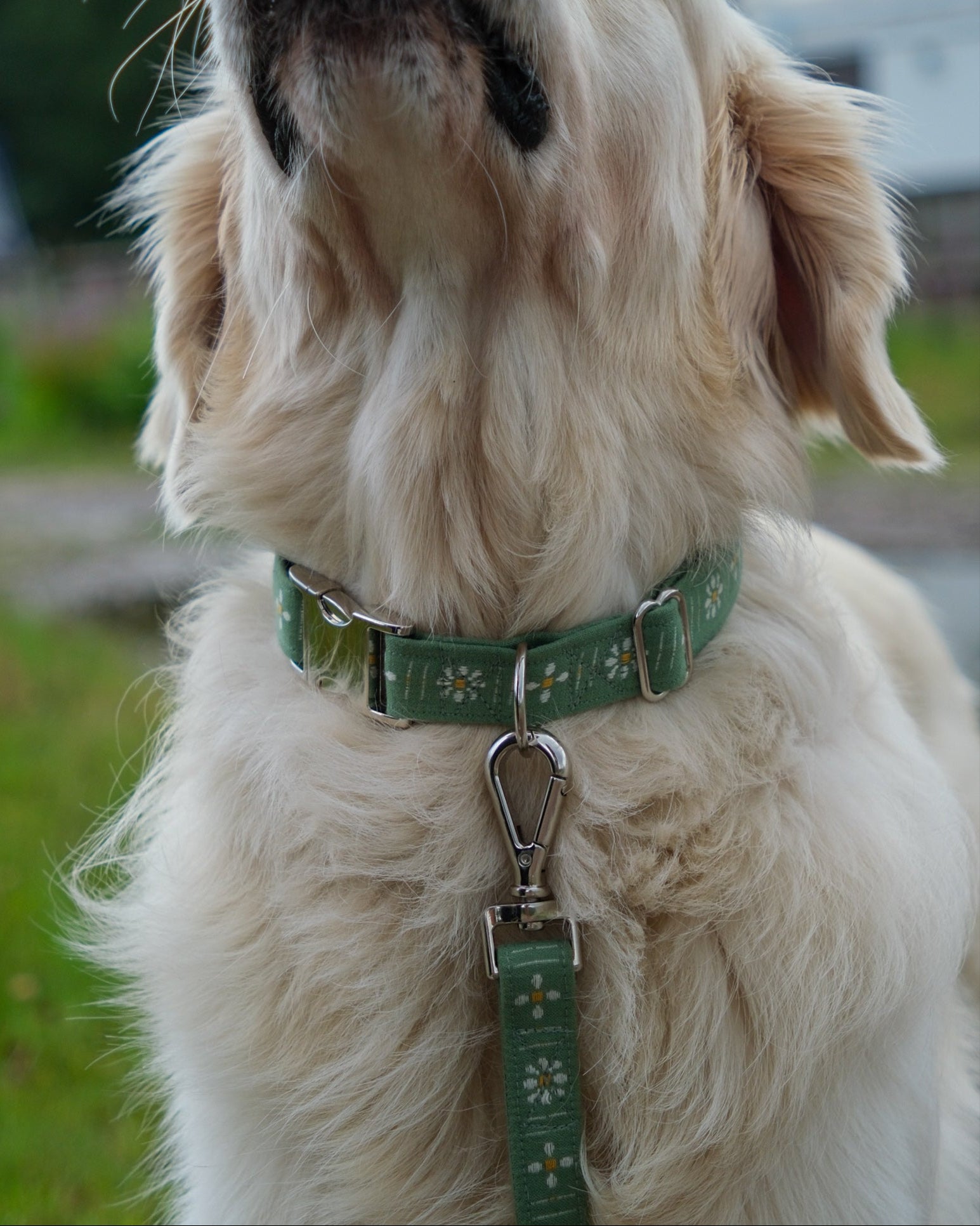 Dog wearing a green collar with daisy flowers