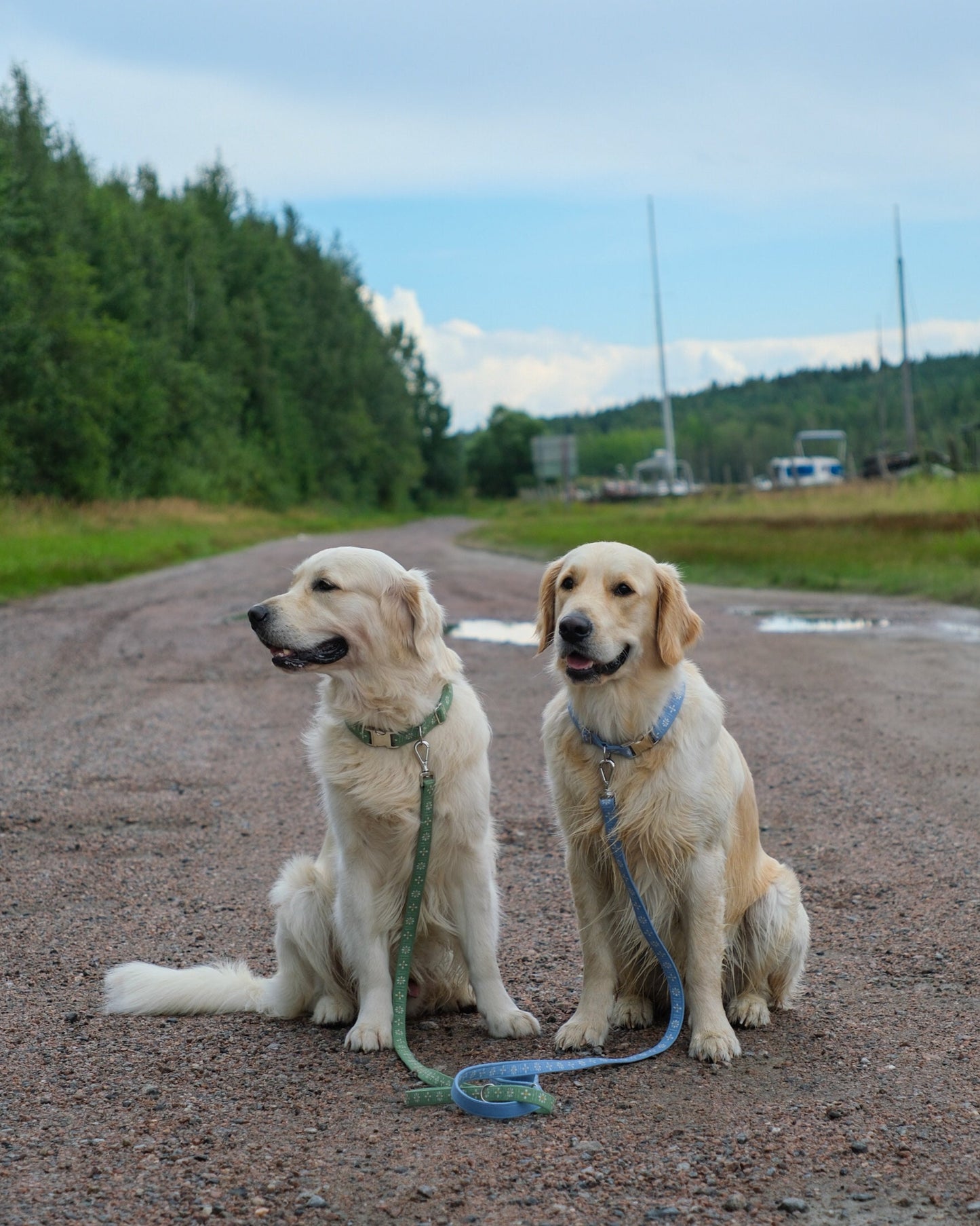 blue dog leash daisy, green dog leash daisy 