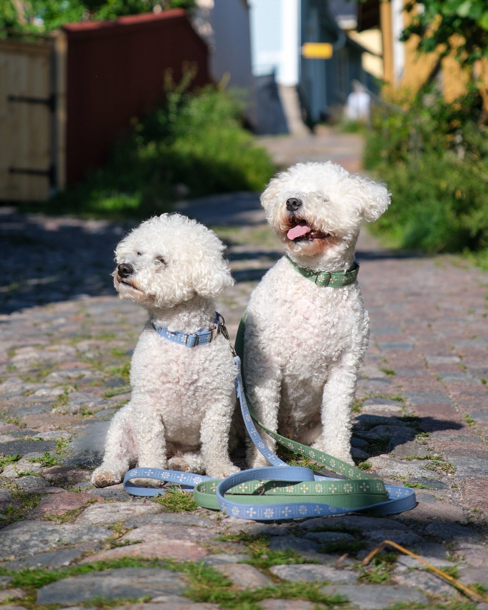 Dogs wearing a green collar with daisy flowers and a blue collar with daisy flowers