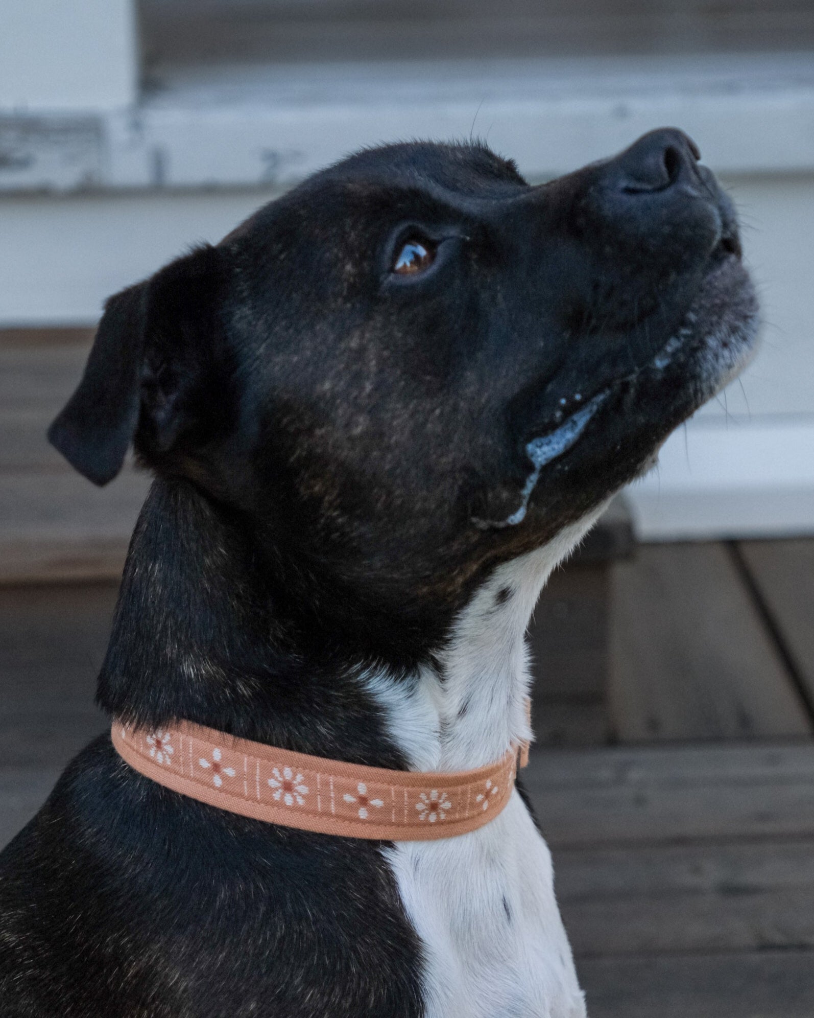 Dog collar in peach, with daisy pattern