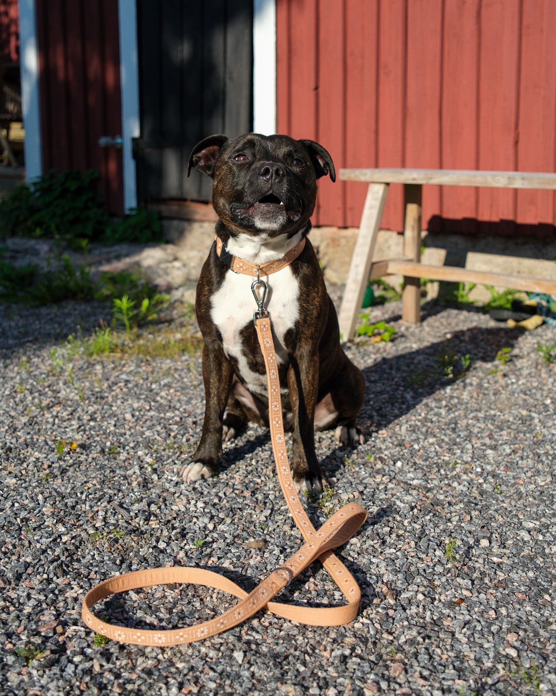 floral dog leash peach
