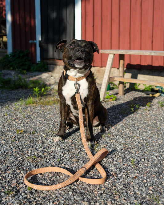 floral dog leash peach