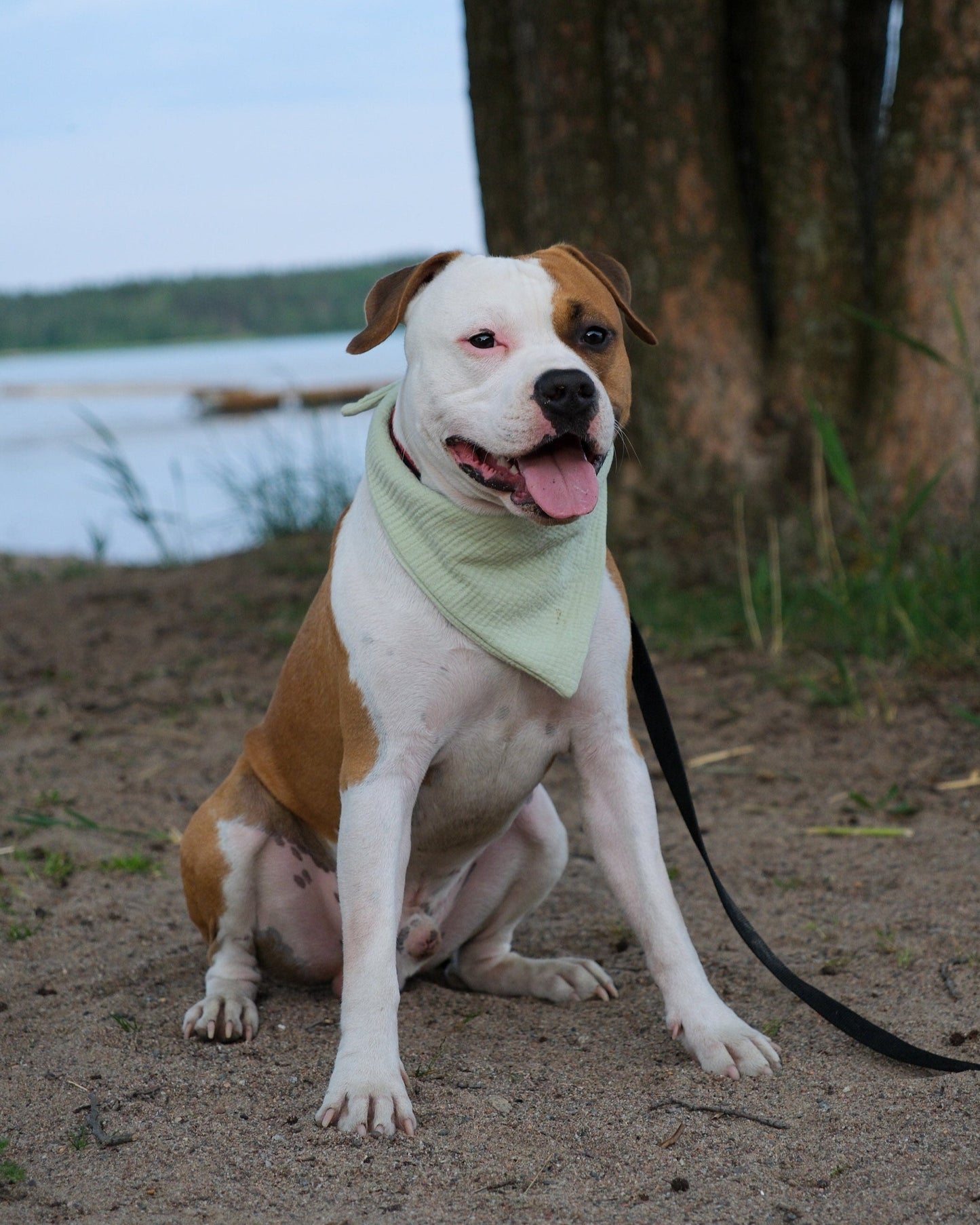Bandana - Sage