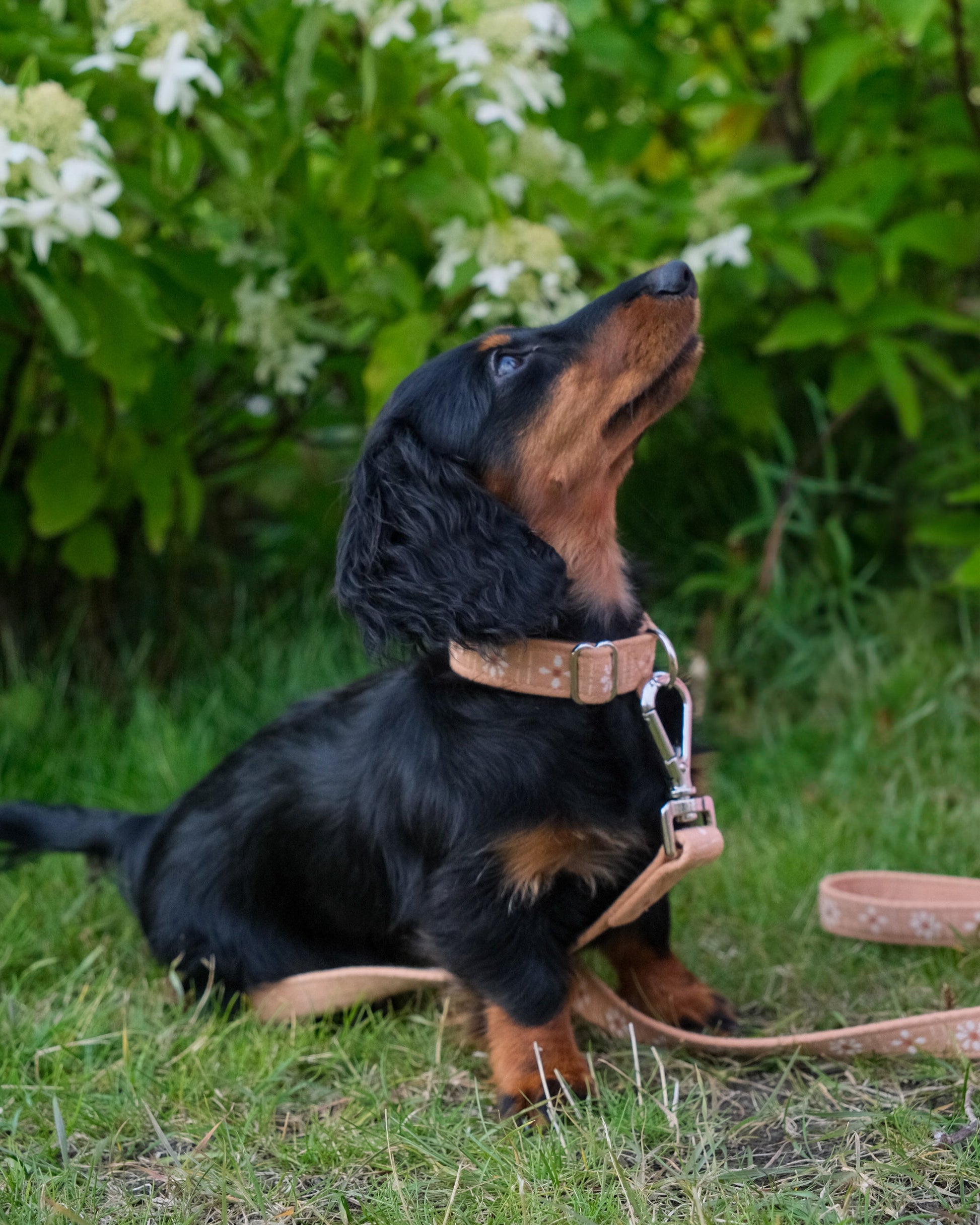 Dog collar in peach, with daisy pattern