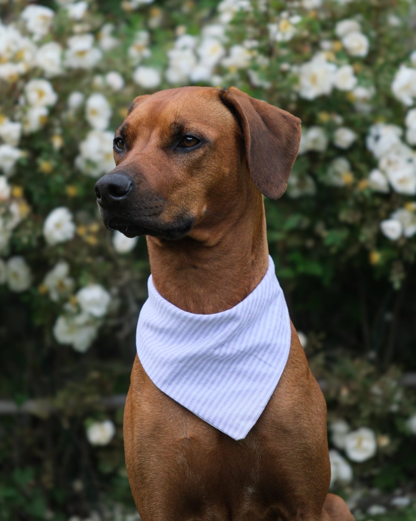 Bandana - Viola