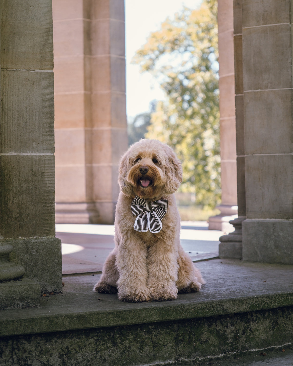 A small fluffy cream-colored dog sits on stone steps between large columns, wearing a gray and white striped bow tie. Trees and sunlight are visible in the blurred background.