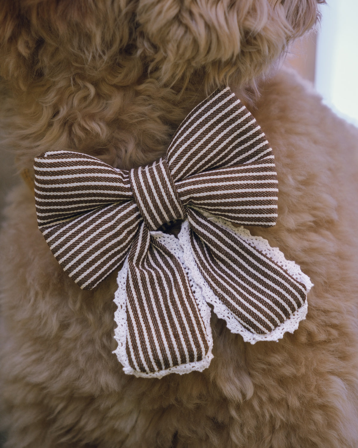 A close-up of a fluffy tan dog wearing a brown and white striped fabric bow with white lace trim.
