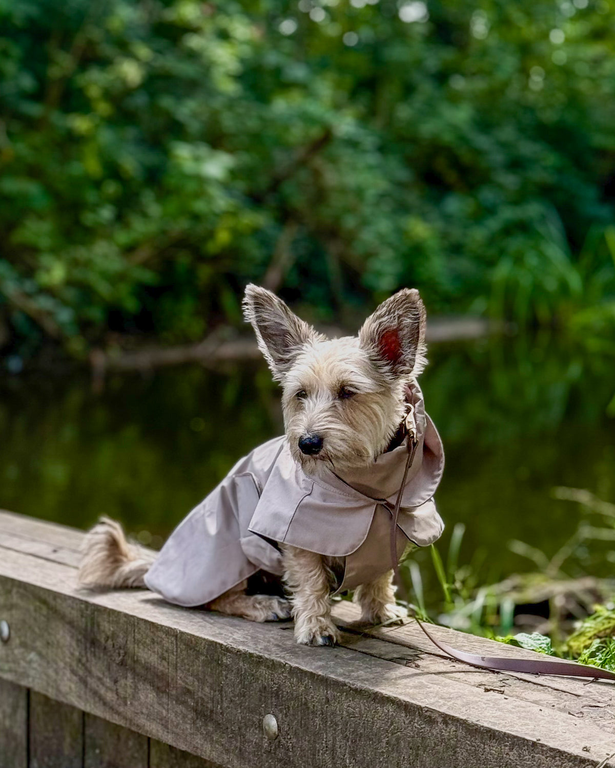 Dog Rain Jacket