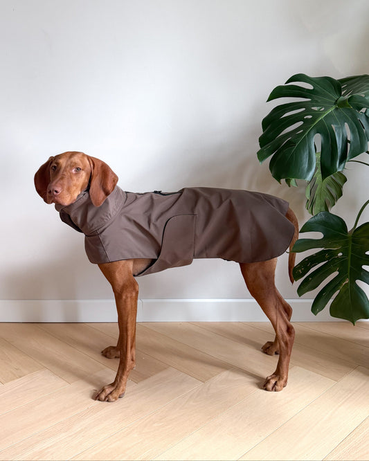 A brown dog wearing a taupe-brown dog coat stands on a light wood herringbone floor next to a large green Monstera plant against a white wall.