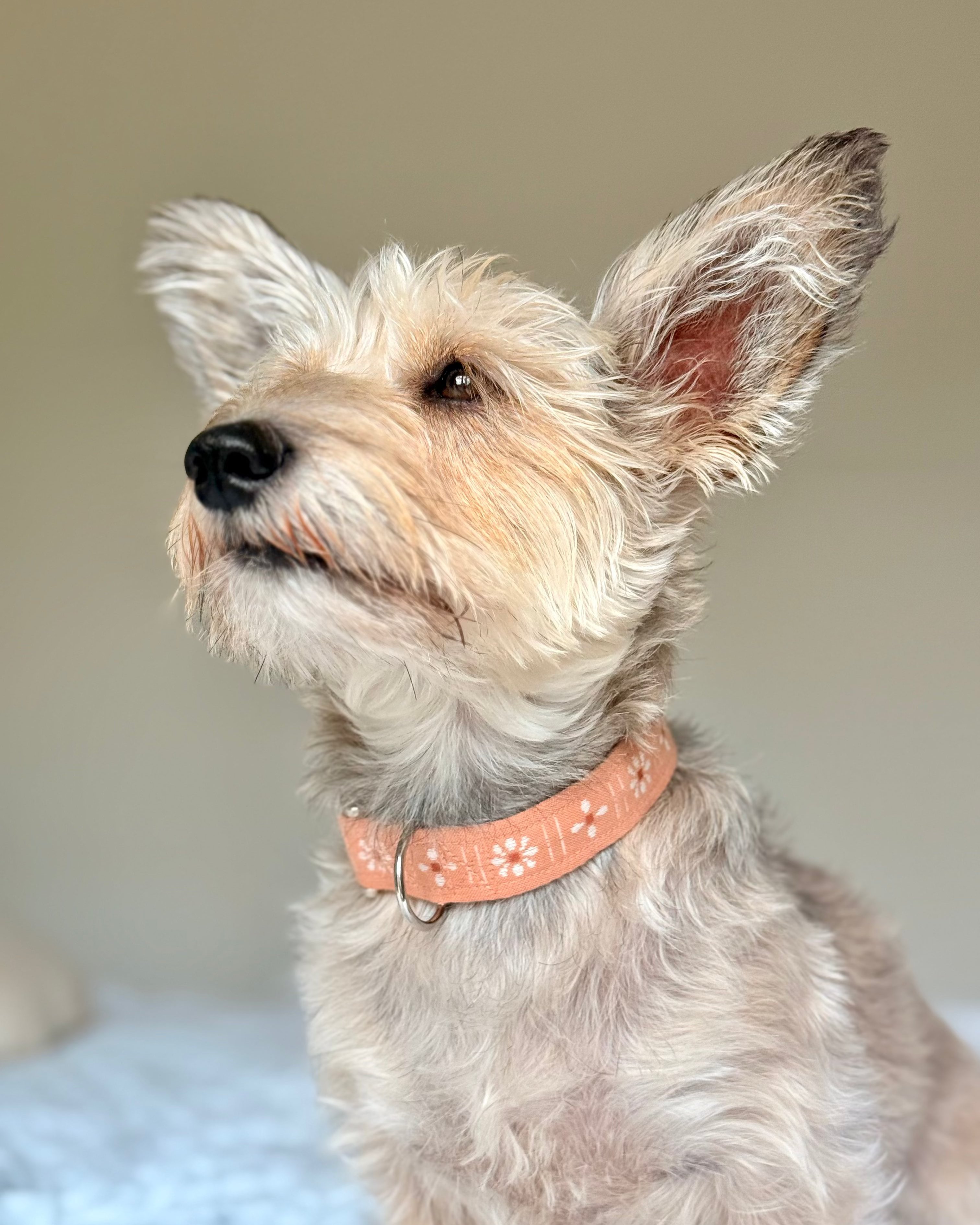 Dog collar in peach, with daisy pattern