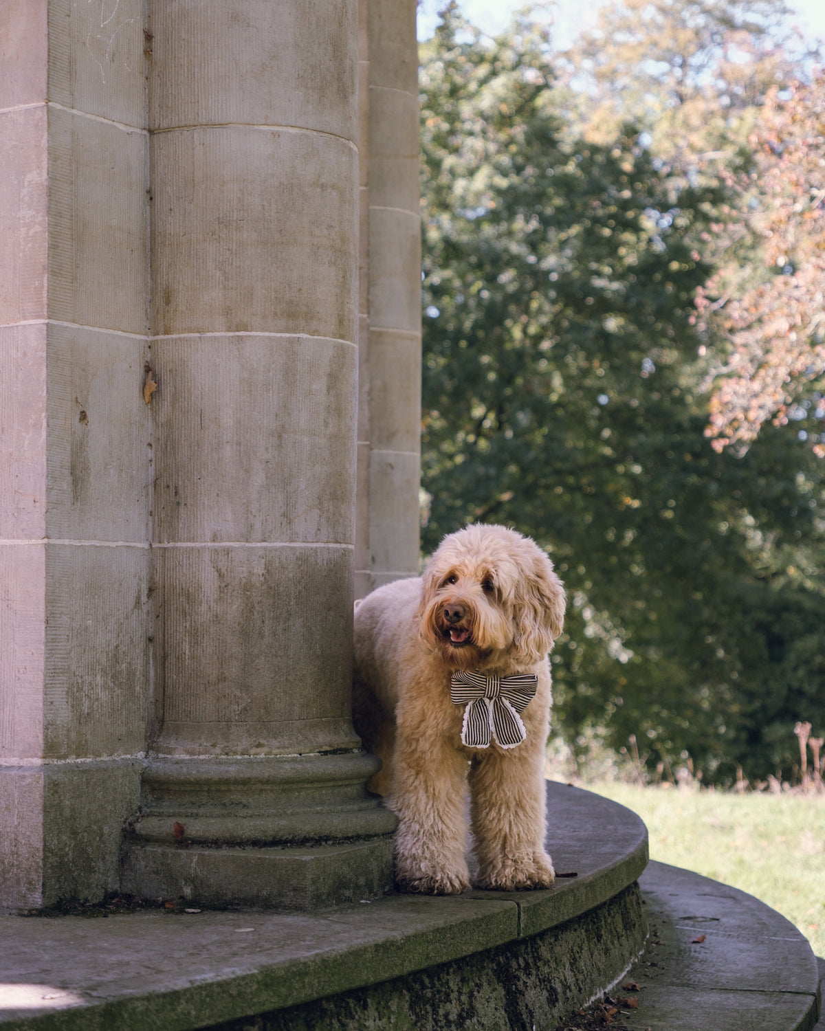 A fluffy cream-colored dog wearing a gray bow tie stands on a stone terrace next to a large column, with a green garden background.