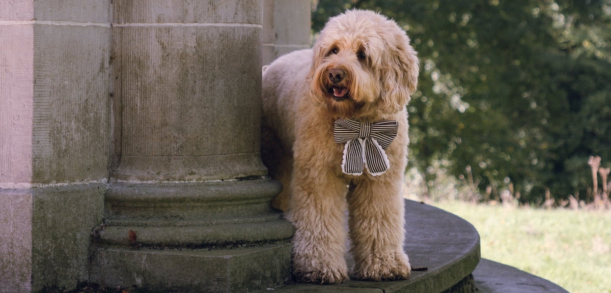 A fluffy cream-colored dog wearing a gray bow tie stands on a stone terrace next to a large column, with a green garden background.