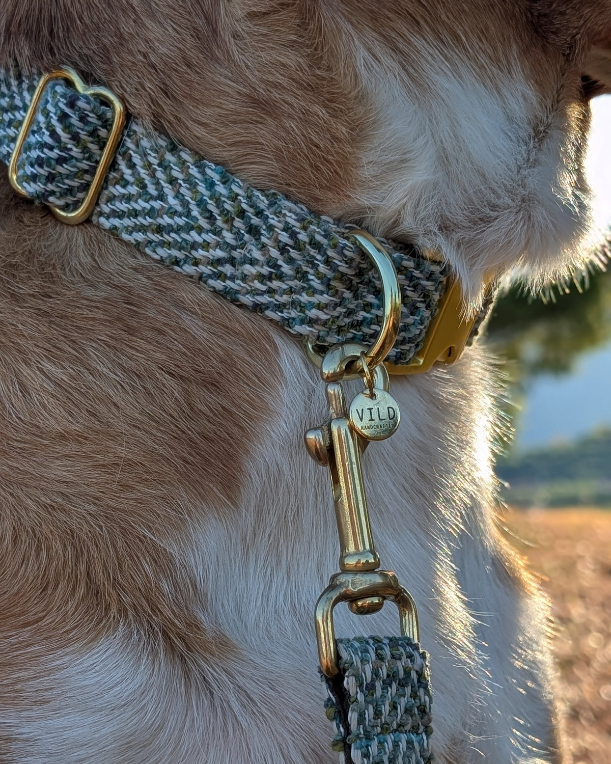 A close-up of a dog wearing a woven herringbone pattern collar in gray, blue, and white, with gold-tone hardware and a matching leash attached. The dog's fur is golden-brown and white, and the background shows a softly blurred outdoor landscape.