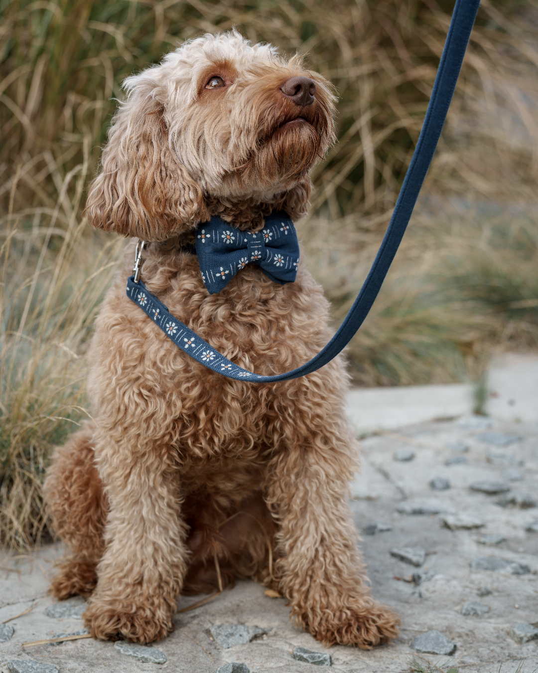 Bow - Daisy Dark Blue