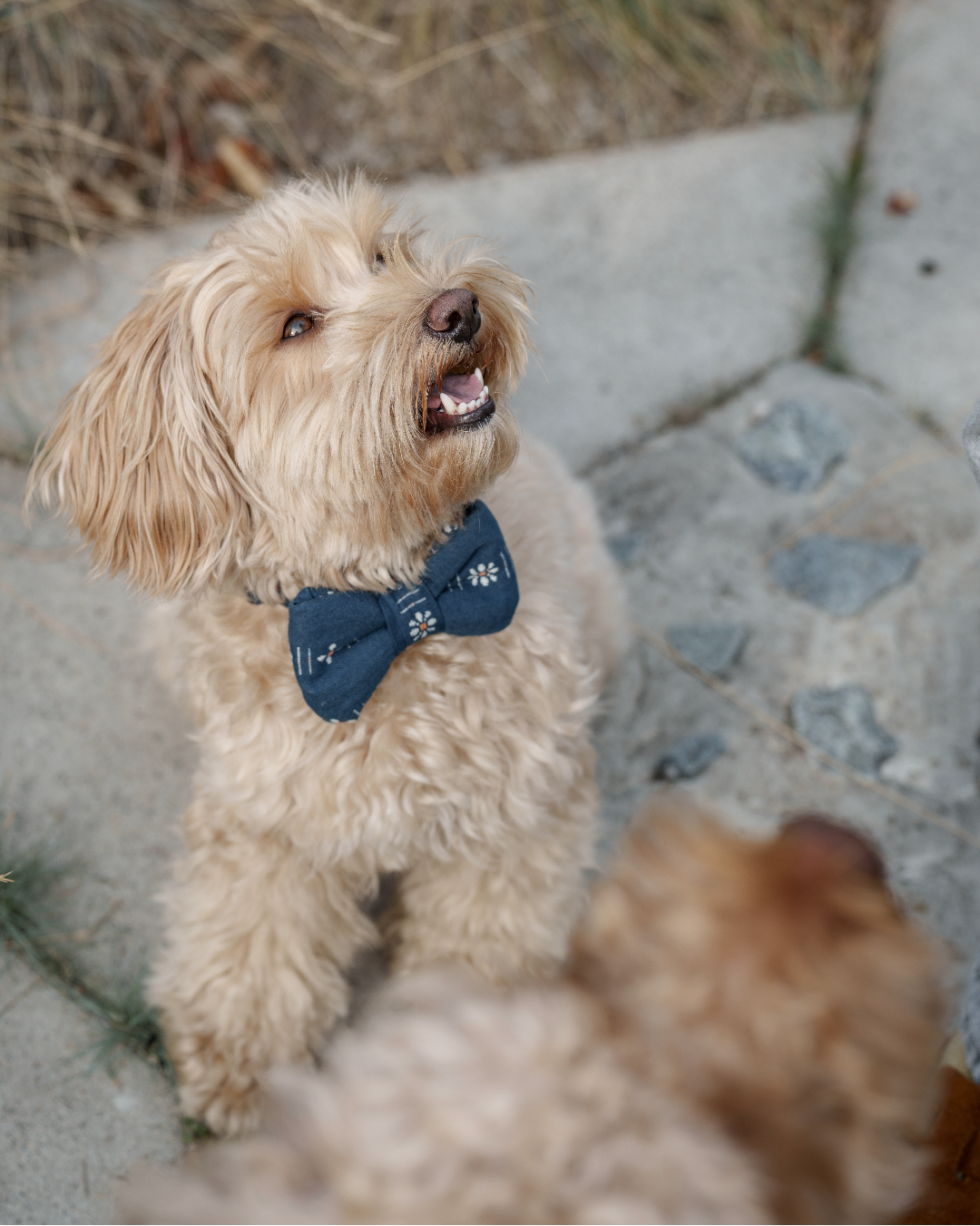 Bow - Daisy Dark Blue