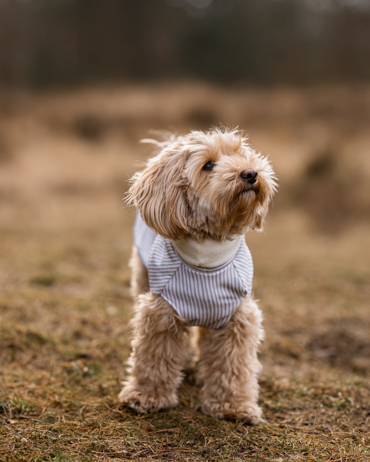 Sweater - Linje