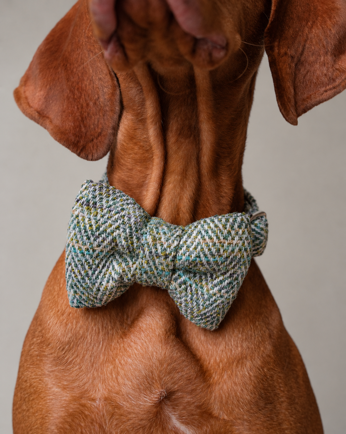 Collar - Windsor